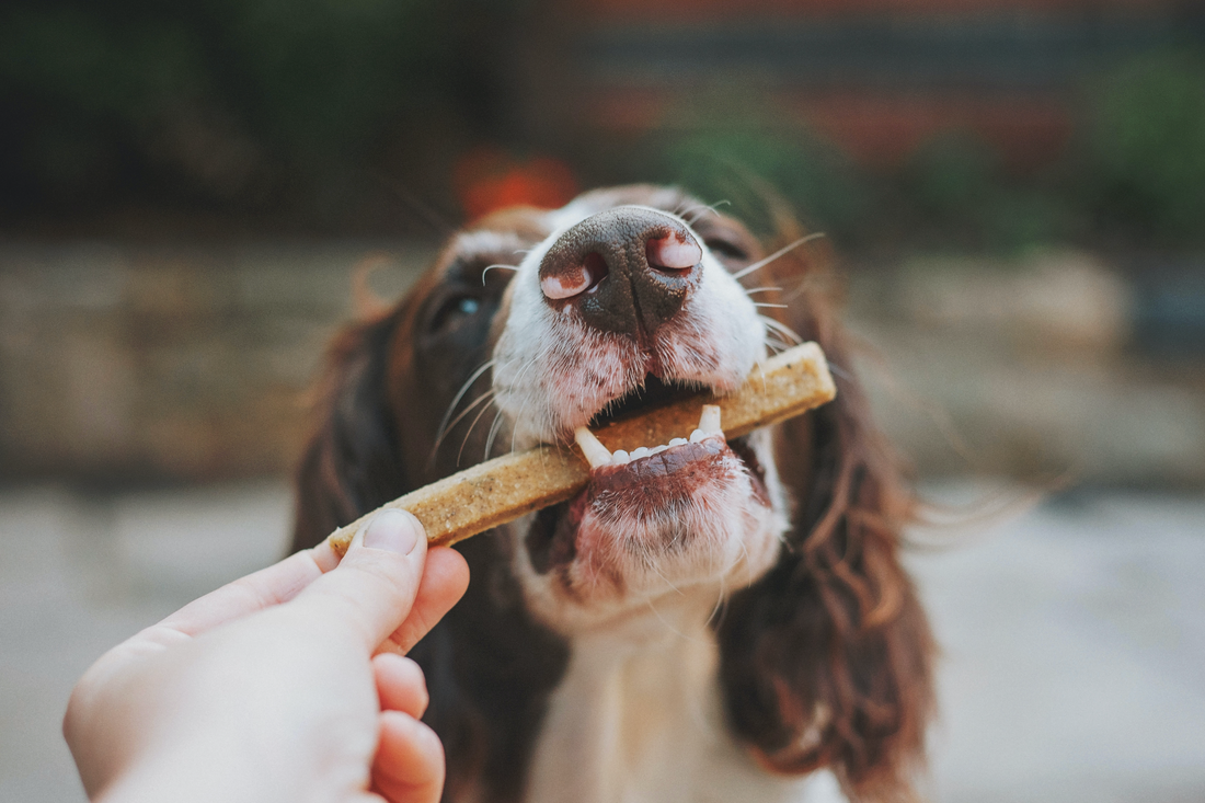 Les Clés de l'Alimentation Canine 🍖