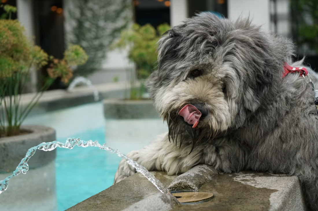 L'hydratation du Chien en Été ☀️💦